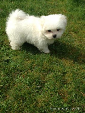 Bichon maltais lof cherche petite maltaise