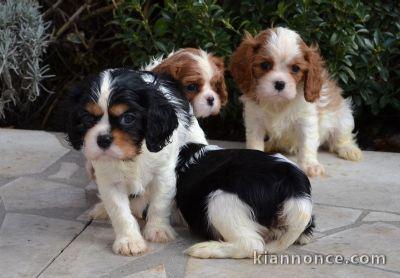 Adorables chiots cavalier king charles 