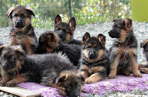 Magnifiques chiots Berger allemand