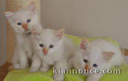 Chatons de race sacre de Birmanie lof 