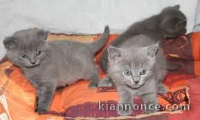 Disponible de suite Magnifique Chatons Chartreux