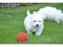 A Donner Chiots Bichon Maltais pour votre famille