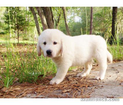 5 mâles golden retriever non LOF