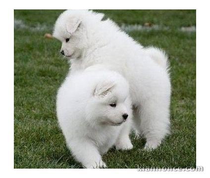 8 Chiots Berger Australien non LOF