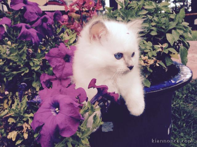 Chatons femelles Sacré de Birmanie LOOF
