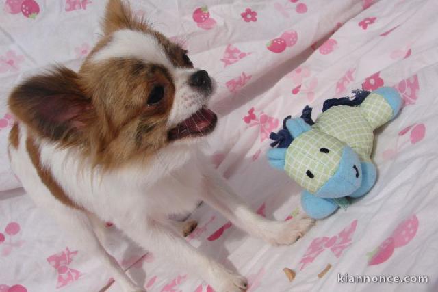 Chiot chihuahua femelle à donner