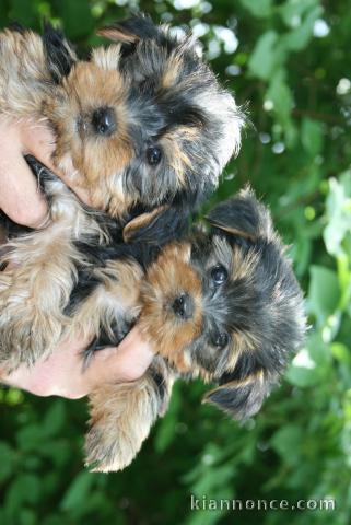 magnifique chiot yorkshire à adopter de suite