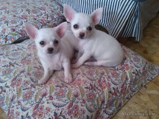 Chiots chihuahua lof pour adoption 
