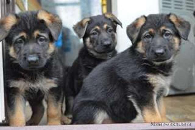 Magnifiques chiots mâle et femelle berger allemand