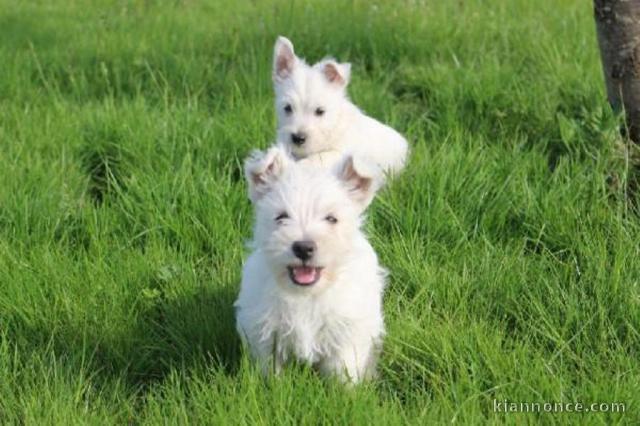 Magnifiques chiots westie