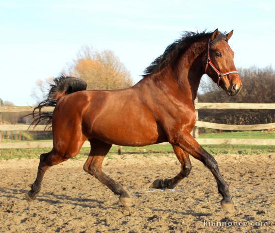 Hongre KWPN de 4 ans : Douglas x Voltaire