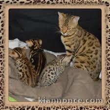 chatons bengal a donner