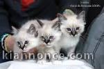 chaton sacre de birmanie a donner