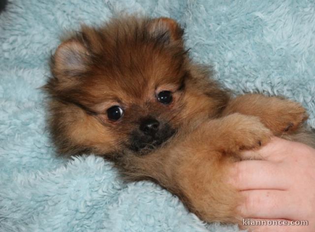 magnifiques chiots de race spitz nain