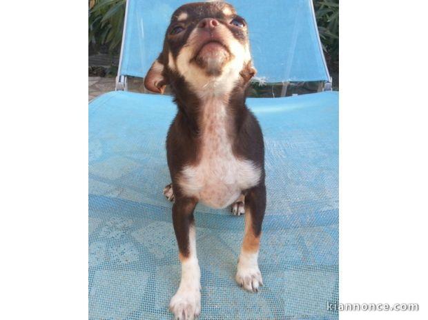 Femelle miniature type chihuahua