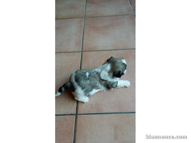 Femelle shih tzu Lof tricolore