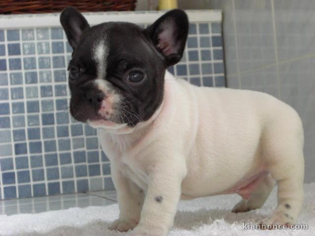  Donne chiot type bouledogue français male