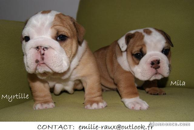 Chiots Bouledogue Anglais Cherchent familles d\