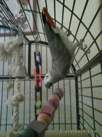 Adorable gris du Gabon Eam