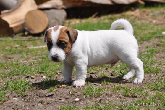 Des Jolie Petits Jack Russel