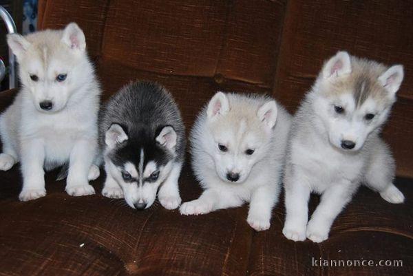 Donne chiots husky sibérien LOF