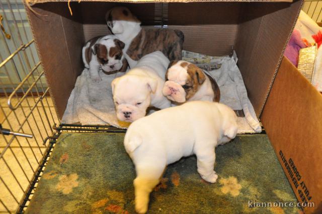 Donne magnifiques chiots Bulldogs anglais LOF