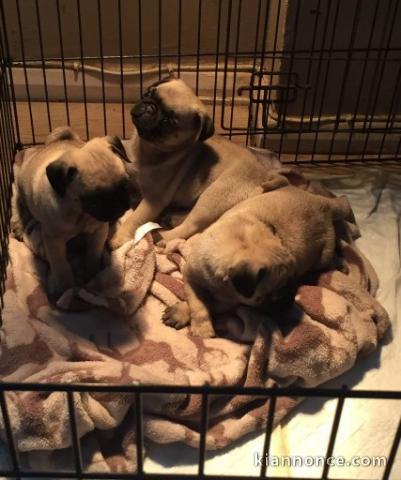 Pure Race Chiots  carlins lof 