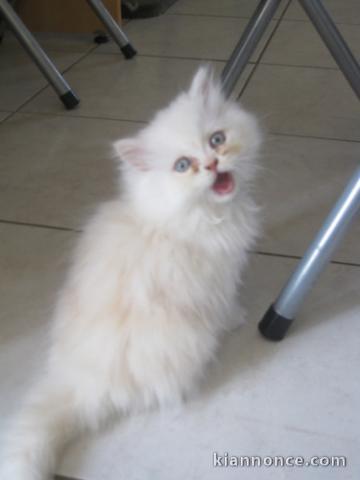 Adorable chaton mâle type persan