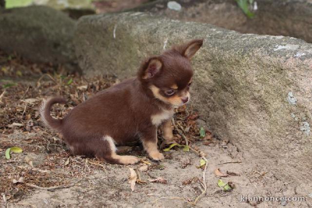 Adorable chiot chihuhua