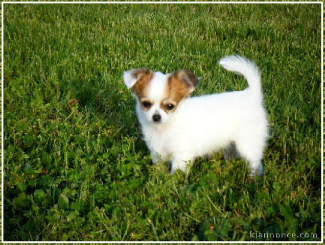 Magnifique jolie chihuahua