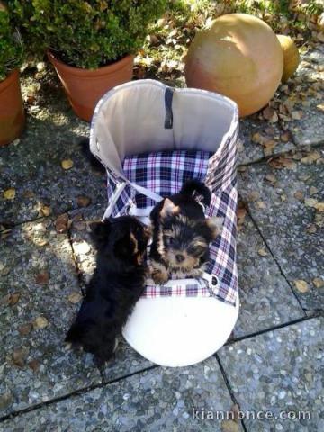 chiots type yorshire 