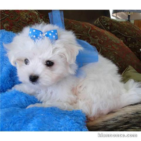 Magnifique bichon maltais a donner 
