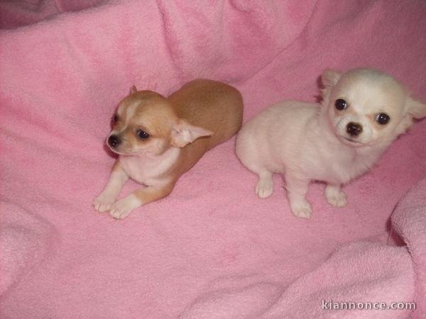 surberbe chiots chihuahua 