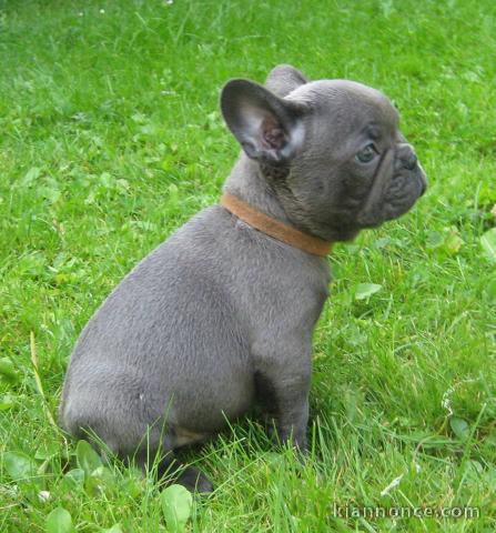  DONNE MAGNIGIQUE CHIOTS BOULEDOGUE FRANCAIS BLEU 