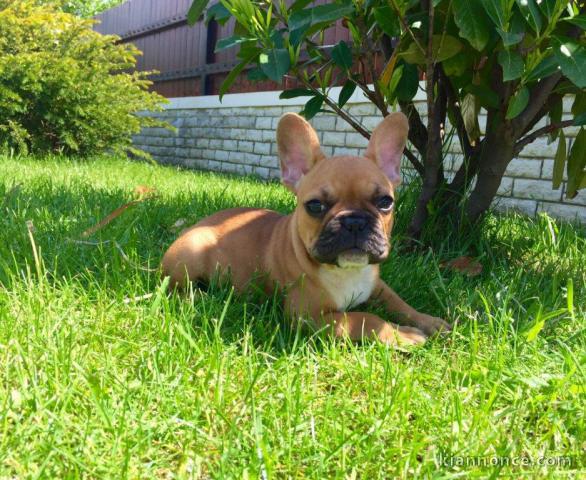 contre bon soin adorable chiot femelle bouledogue français