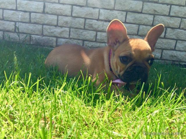  chiot bouledogue français à donner