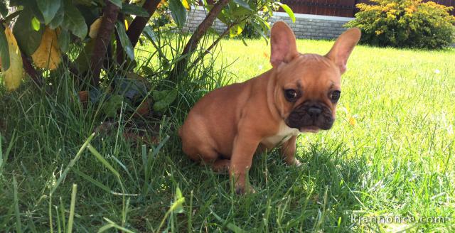 Donne contre bon soin femelle bouledogue français