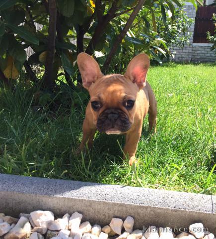 contre bon soin adorable chiot femelle bouledogue français