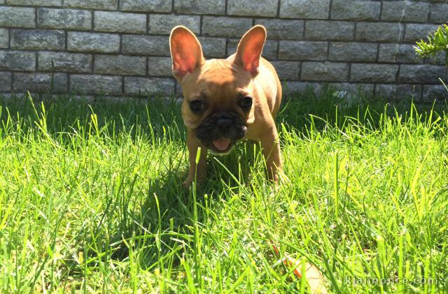 Donne contre bon soin femelle bouledogue français