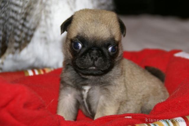 Magnifique chiots carlin 