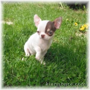 Chiots chihuahua femelles et mâle 