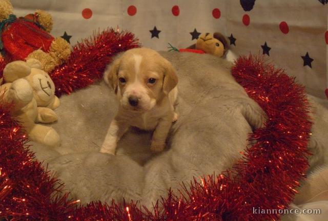 Magnifiques chiots Beagle 