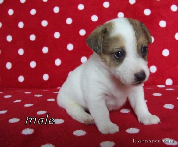 Chiots JACK RUSSEL lof 