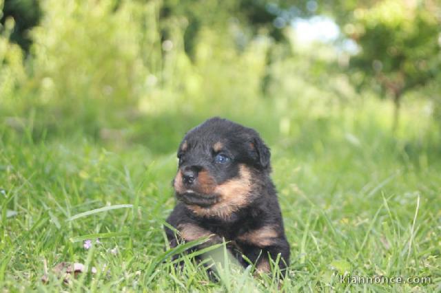 chiots rottweiler lof 