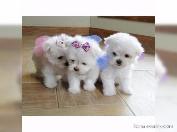 Magnifique chiots Bichon Maltais LOF