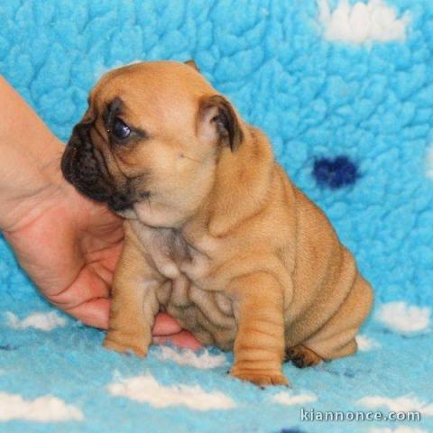Superbes chiots Types Bouledogue Français LOF