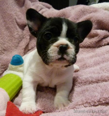 Bouledogue français contre bon soin