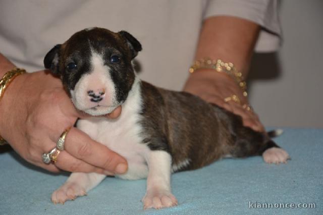 Bull Terrier Miniature contre bon entretient
