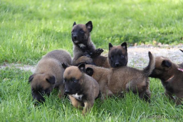 Berger Belge contre bon amour