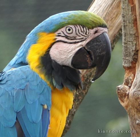 GRANDS PARENTS DE COEUR attendent une famille